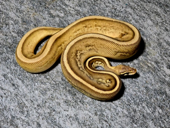 Hershey Python Pastel Lesser Leopard Vudoo Ball Python by Hershey Exotics