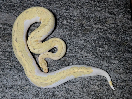 Hershey Python Disco Inferno YB Ball Python by Hershey Exotics