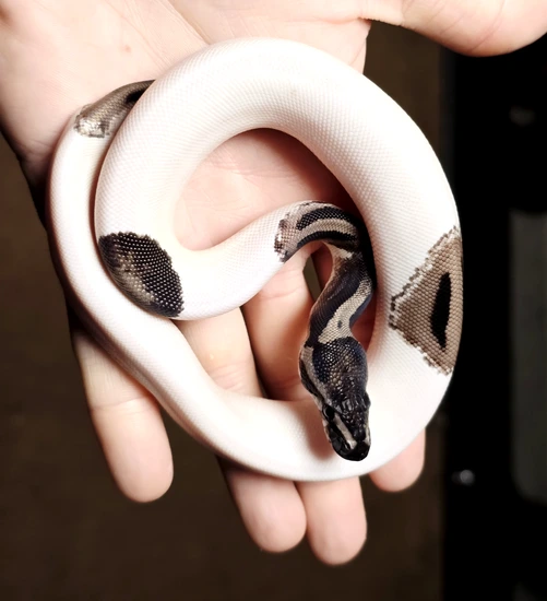 Hershey Python VPI Pied Ball Python by Hershey Exotics