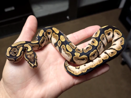 Hershey Python Calico Ball Python by Hershey Exotics