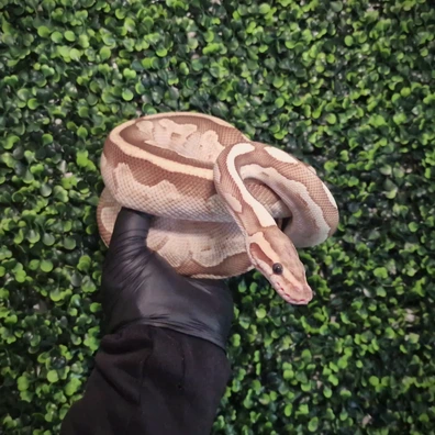 Lesser Het Red Axanthic - Royal Python Ball Python - male for sale from Hexotics.UK