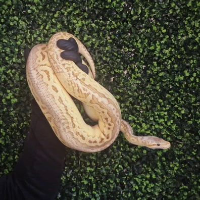 Super Pastel Lesser Red Axanthic Pos YB - Royal Python Ball Python - female for sale from Hexotics.UK