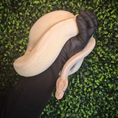 Orange Dream Banana Super Stripe Pos YB - Royal Python Ball Python - male for sale from Hexotics.UK