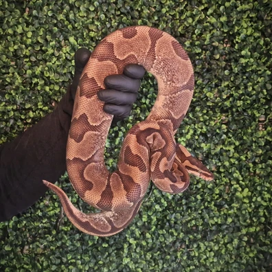 Orange Dream YB - Royal Python Ball Python - female for sale from Hexotics.UK