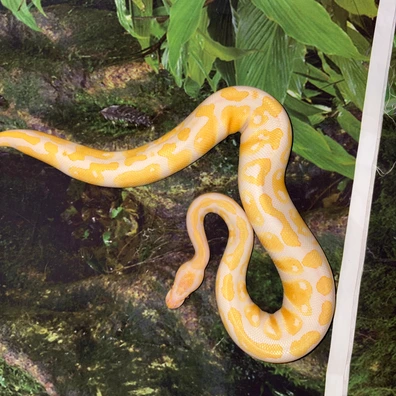 Lavender Albino / 100%het Piebald Ball Python - male for sale from Hao’s python