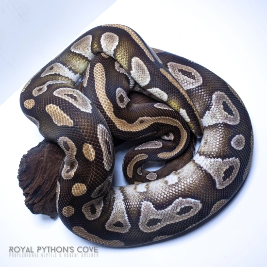 Mojave Het Clown “Proven” Ball Python by Royal Python's Cove LLC