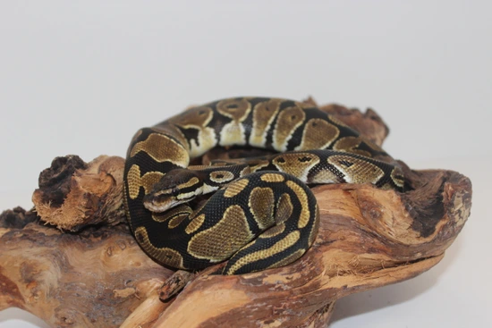 Normal Ball Python by Royal Python's Cove LLC