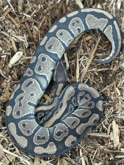 Triple Het Desert Ghost (Enhancer Line) Clown Pied Ball Python by High ...