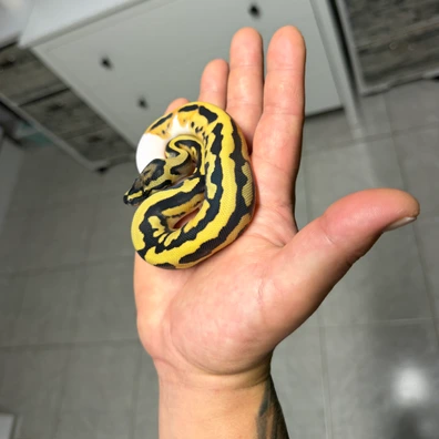 Desert Ghost Piebald Ball Python - male for sale from Highend-morphe