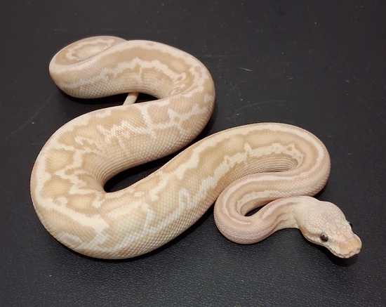 Banana Mojave Vanilla Hurricane Arroyo (Leopard) Ball Python by Gigi's ...