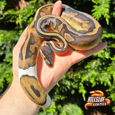 Stranger Pied