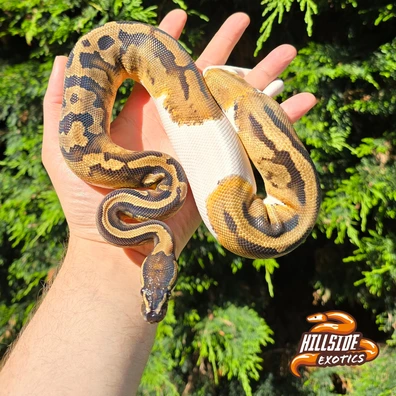 Pied Female