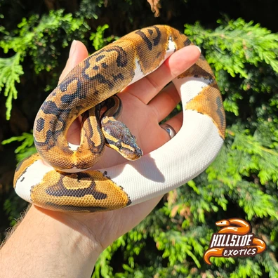 Pied Female