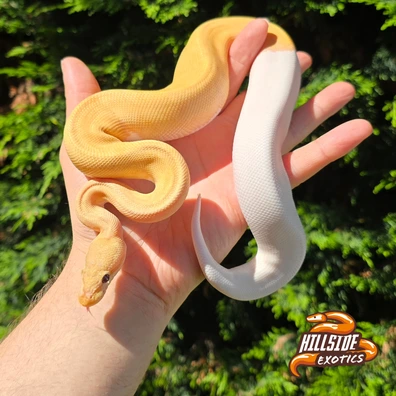 Banana Leopard Pinstripe Pied