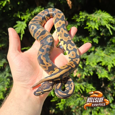 Acid Yellow Belly