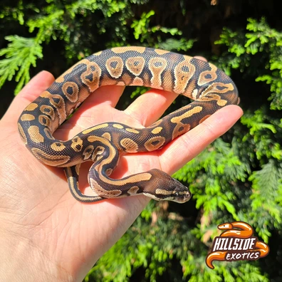Phantom Yellow Belly