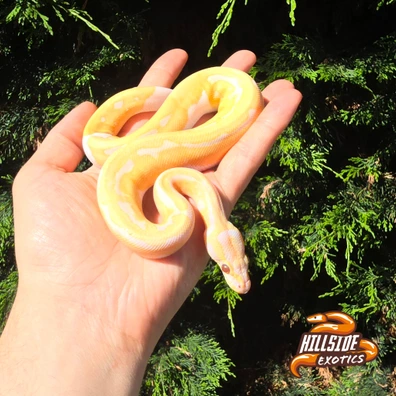 Dreamsicle