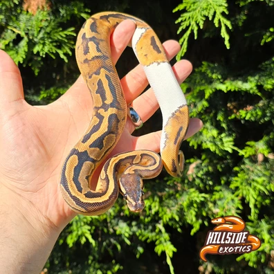 Pied 100% Het Lavender Albino / Dreamsicle