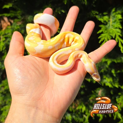 Dreamsicle Female