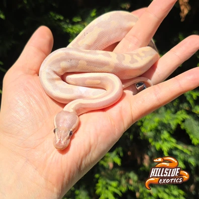 Banana Enchi Pastel Pied Ball Python - male for sale from Hillside Exotics