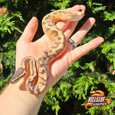 Enchi Pied Female