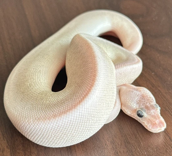 Cinnamon Super Pastel (Mojave, Pin) Ball Python by HISSED