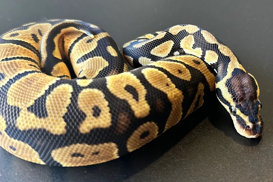 Pastel Het Clown 50% Het Sunset Ball Python by HISSED
