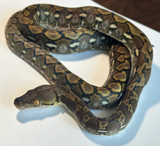 62.5% SD 25% Mindanao Retic Female Reticulated Python by HISSED