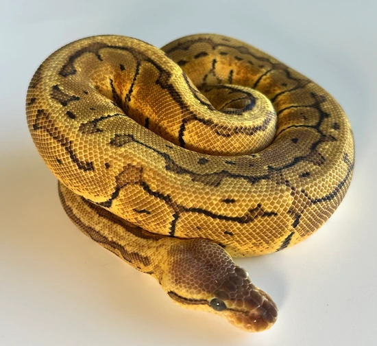 Pastel Pin Ball Python by HISSED