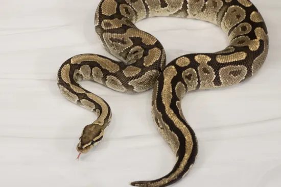 Firemon Python Snake Fire Ball Python by H and D Reptiles