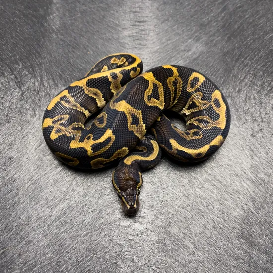 Leopard Phantom Ball Python by Dark Side Constrictors
