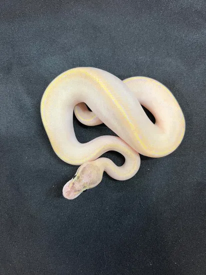Ivory Male Ball Python by House of Cards Beardies, LLC