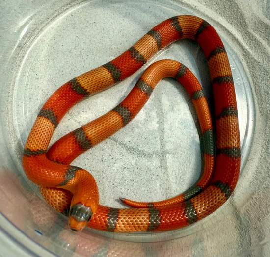 2024 1.1 Extreme Aberrant Lineage Tricolor Hypo Honduran Milk Snakes by ...