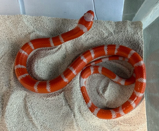 Aberrant VP Line Bicolor Albino Honduran Milk Snake by Honduran Milk ...