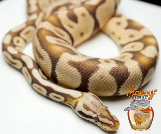 Pastel Monarch Ball Python Monarch Super Pastel Ball Python by HoneyReptiles