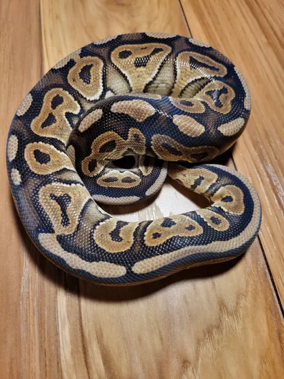 Cinny Sugar Ball Python Cinnamon Ball Python by Cool Creatures