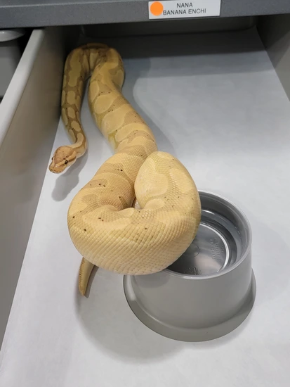 Banana Enchi Ball Python by Razor's Edge Innovations