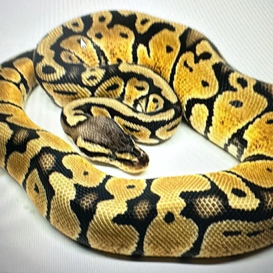Enchi Firefly Het Clown Het Hypo Ball Python - male for sale from Hd exotics