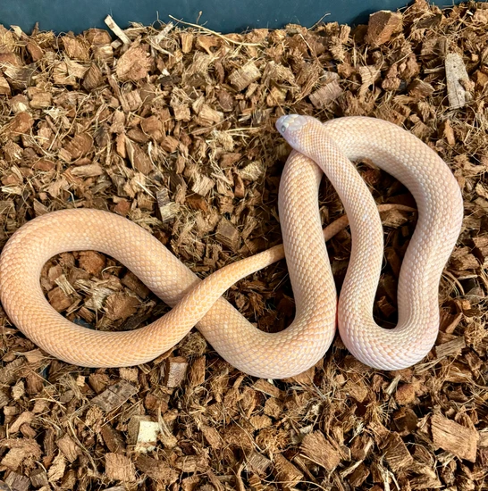 Leucistic Gray Band Gray-Banded Kingsnake by Diaballical Pythons