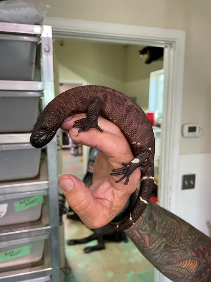 Super Ultra Black Heloderma Horridum More Lizard by Horridum Angeli ...