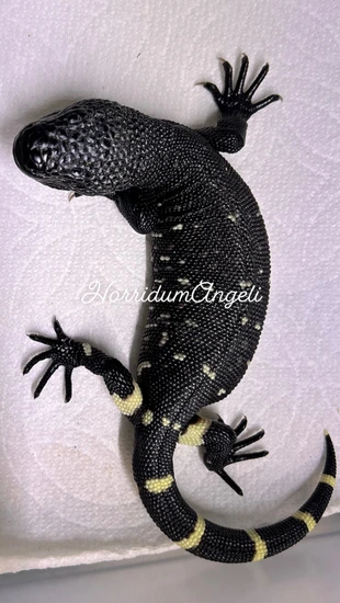 TRUE UlTRA BLACK Heloderma Horridum Beaded Lizard by Horridum Angeli ...