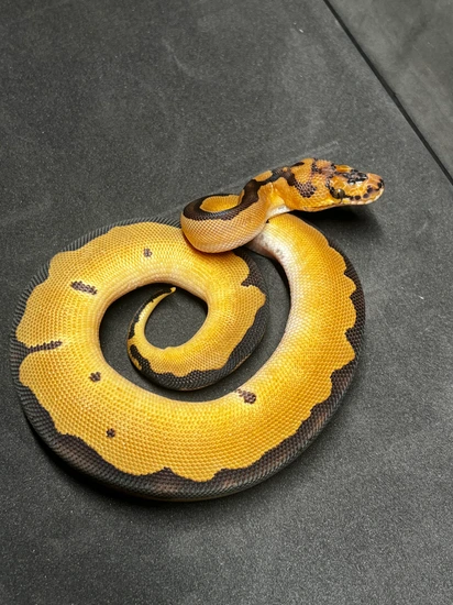 Clown Het Albino Ball Python by Hot Herps
