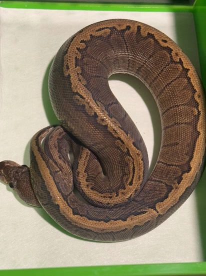 Ghi Pinstripe Ball Python by Hot Herps