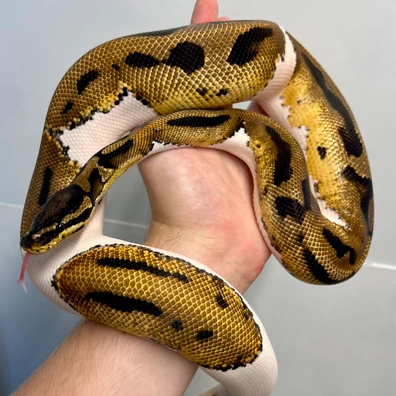 Proven Breeder OD Pied Het DG Ball Python - male for sale from HRH Pythons