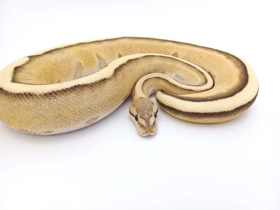 Enhancer Genetic Stripe - RTB Ball Python by The Ball Room Canada