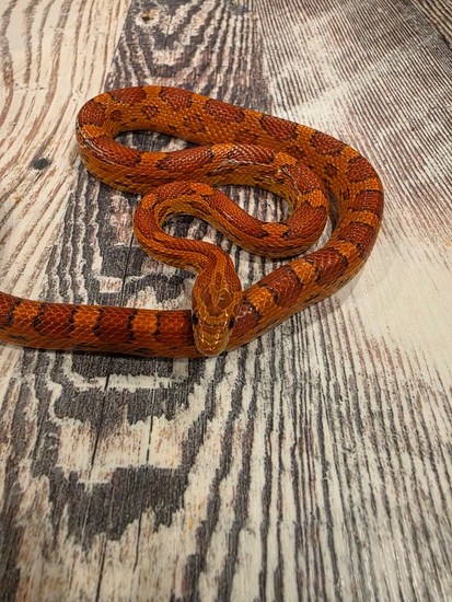 Red Factor Snake Red Coat Red Factor Het. Lava Corn Snake by Raines Critter Patch