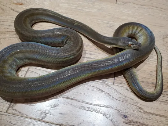 Sunfire Retic Morph Motley Sunfire Titanium Reticulated Python by LowCountry Retic