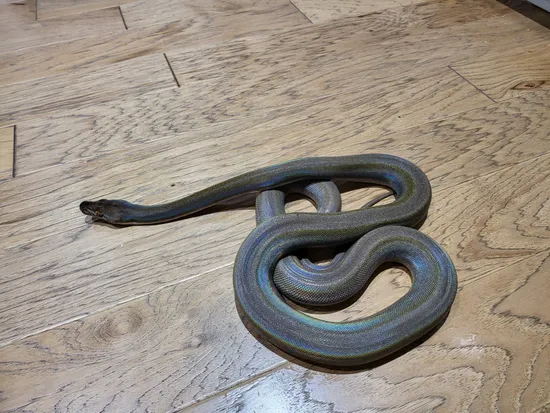 Motley Titanium Reticulated Python Motley Titanium Reticulated Python by LowCountry Retic