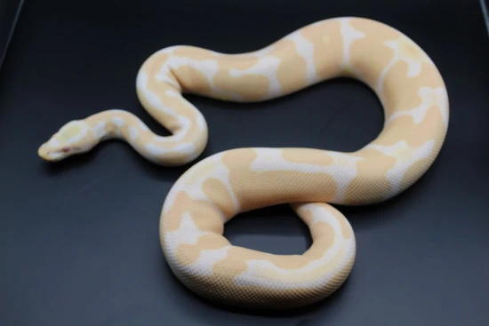 Super Jolliff Tiger Albino Ball Python by Striking Scales