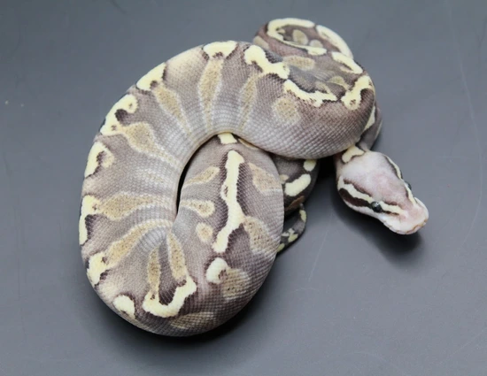 Super Pastel Mojave GHI Fire Pos Enchi Ball Python by Striking Scales